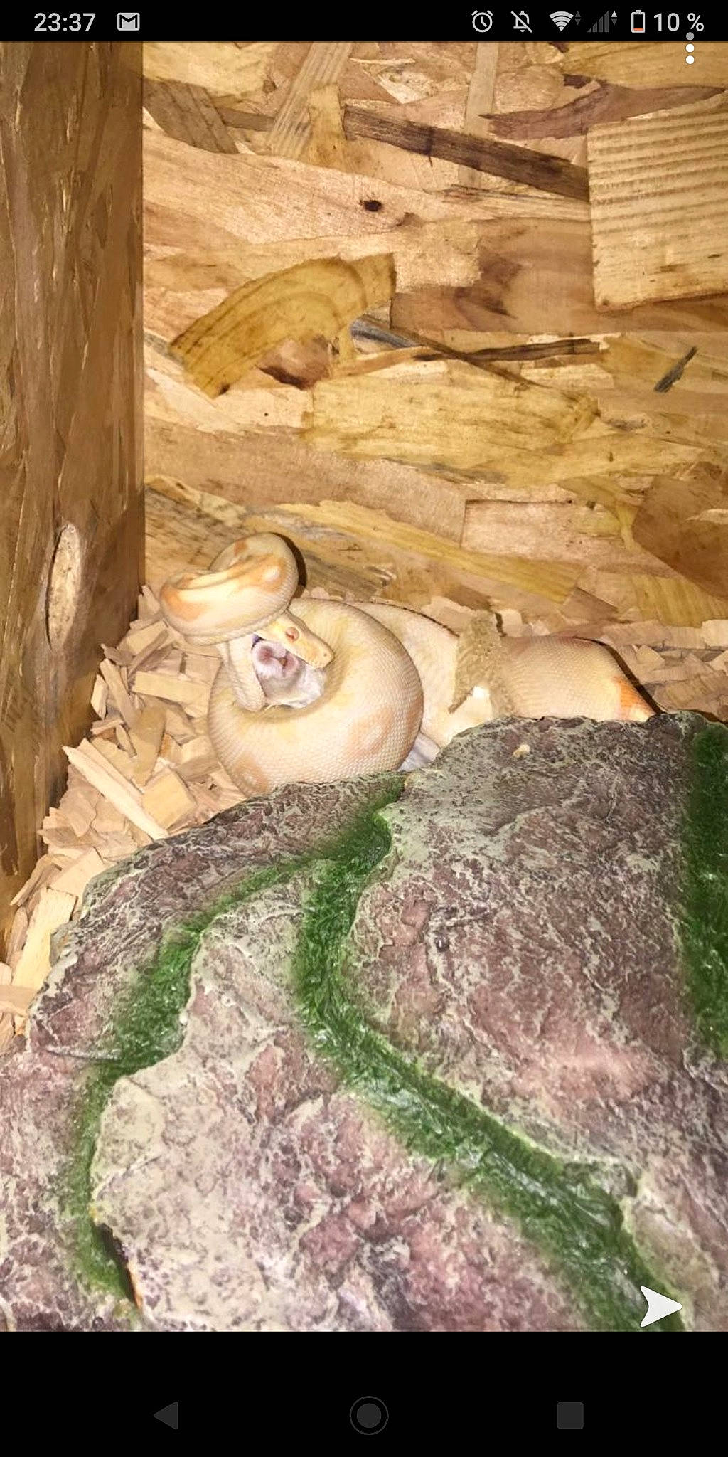 Kyda a rejoint le concours — aidez-le/la à gagner de superbes lots ! fawn, geology, grass, rock, tree, zoo