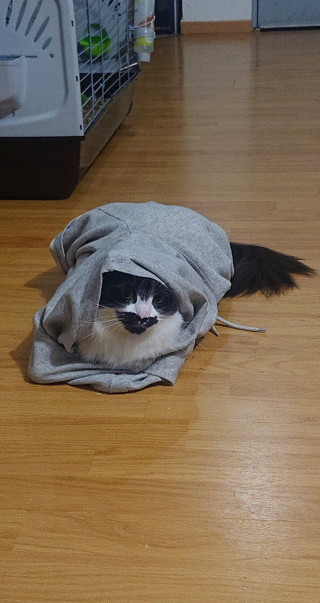 Dobby participe au concours pour gagner de l'argent avec cette photo : flooring, fur, snout