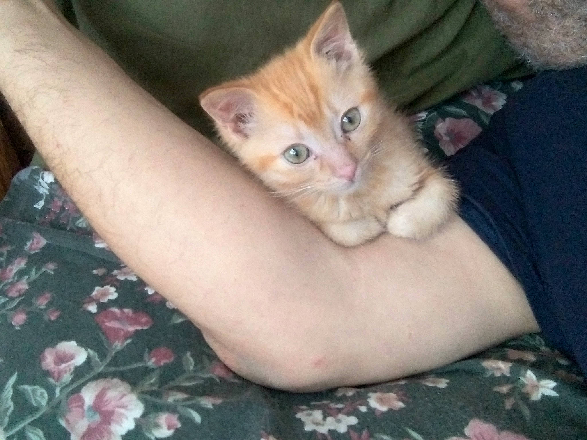 Zeus. joined the competition — help win amazing prizes! abdomen, carnivore, cat, comfort, couch, domestic_short_haired_cat, ear, fawn, felidae, finger, fur, gesture, human_leg, lap, nail, paw, sitting, small_to_medium_sized_cats, thumb, whiskers