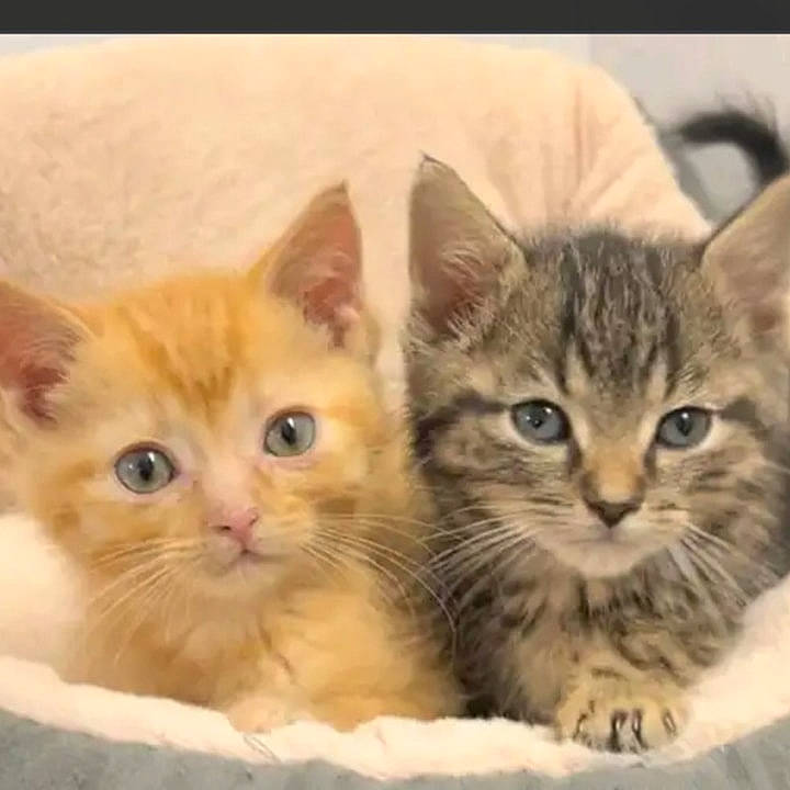 Zeus. is registered to the contest to win money with this photo: box, carnivore, cat, claw, comfort, domestic_short_haired_cat, eye, fawn, felidae, fur, iris, paw, photo_caption, small_to_medium_sized_cats, snout, whiskers