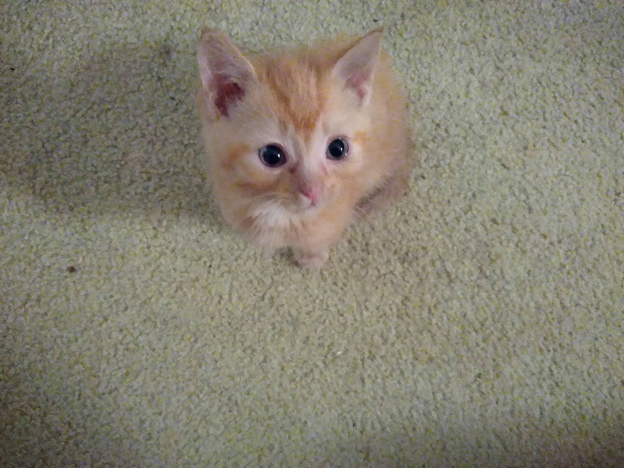 Zeus. is registered to the contest to win money with this photo: carnivore, cat, claw, domestic_short_haired_cat, fawn, felidae, flooring, fur, paw, small_to_medium_sized_cats, snout, tail, terrestrial_animal, whiskers