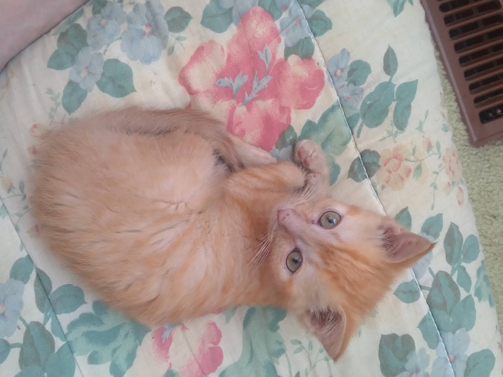 Zeus. joined the competition — help win amazing prizes! canidae, carnivore, cat, claw, comfort, companion_dog, dog_breed, fawn, felidae, flooring, fur, pattern, paw, peach, small_to_medium_sized_cats, snout, sporting_group, tail, whiskers, wood