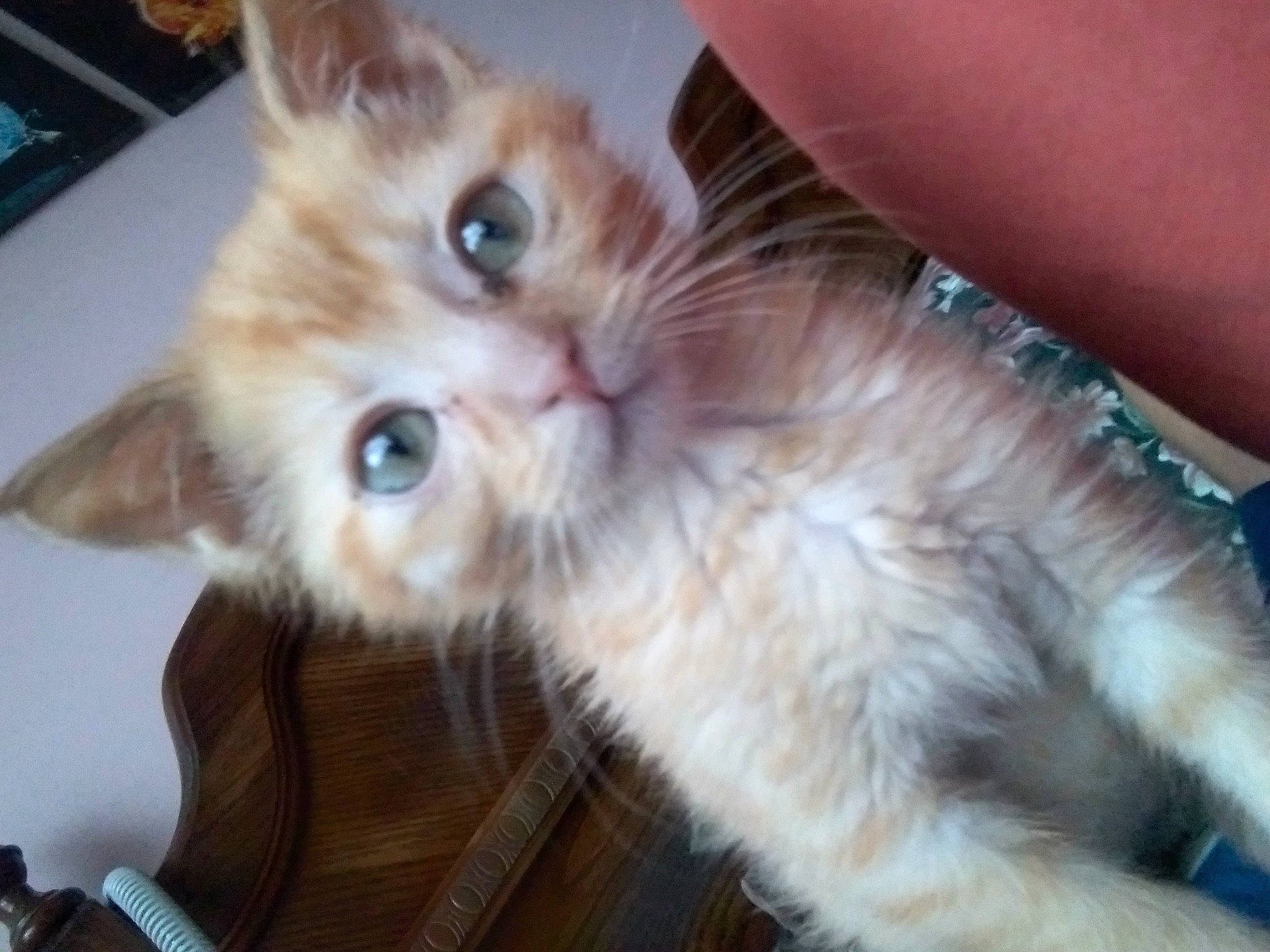 Zeus. joined the competition — help win amazing prizes! carnivore, cat, claw, companion_dog, domestic_short_haired_cat, ear, fawn, felidae, fur, paw, small_to_medium_sized_cats, snout, tail, whiskers