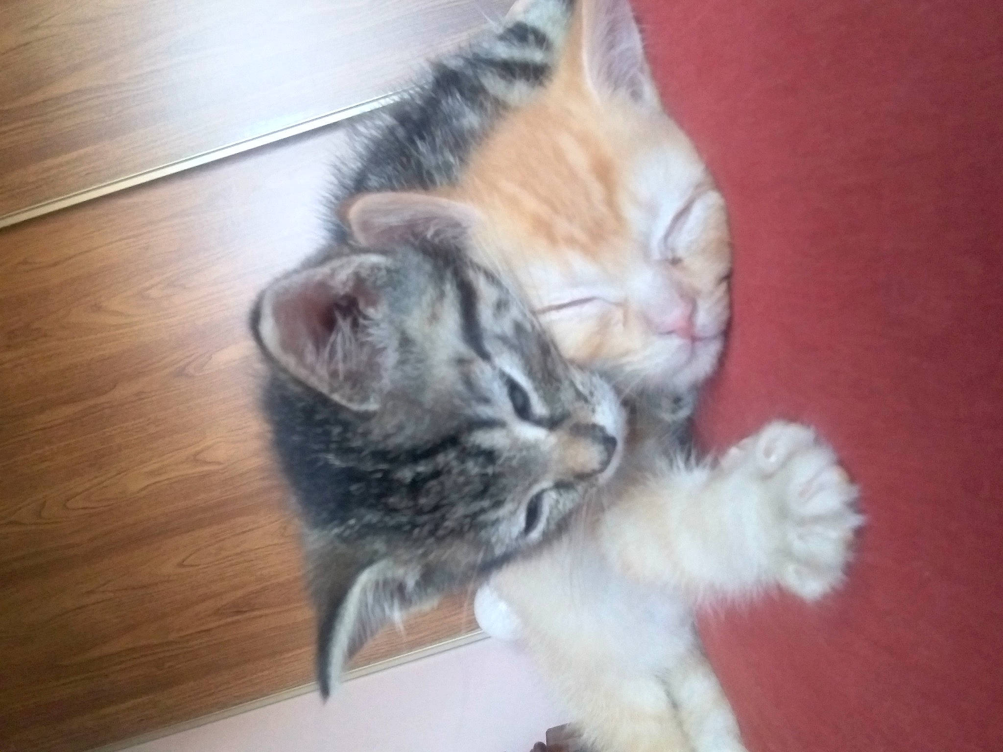 Samson. is registered to the contest to win money with this photo: carnivore, cat, claw, comfort, domestic_short_haired_cat, fawn, felidae, flooring, foot, fur, hardwood, paw, plank, small_to_medium_sized_cats, snout, tail, varnish, whiskers, wood, wood_stain