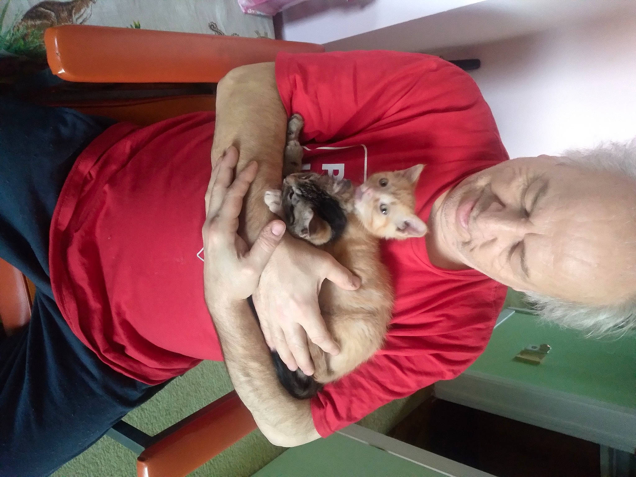 Samson. joined the competition — help win amazing prizes! canidae, carnivore, cat, child, comfort, companion_dog, dog_breed, domestic_short_haired_cat, ear, fawn, felidae, fur, lap, puppy, sitting, small_to_medium_sized_cats, sporting_group, t_shirt, weimaraner, whiskers