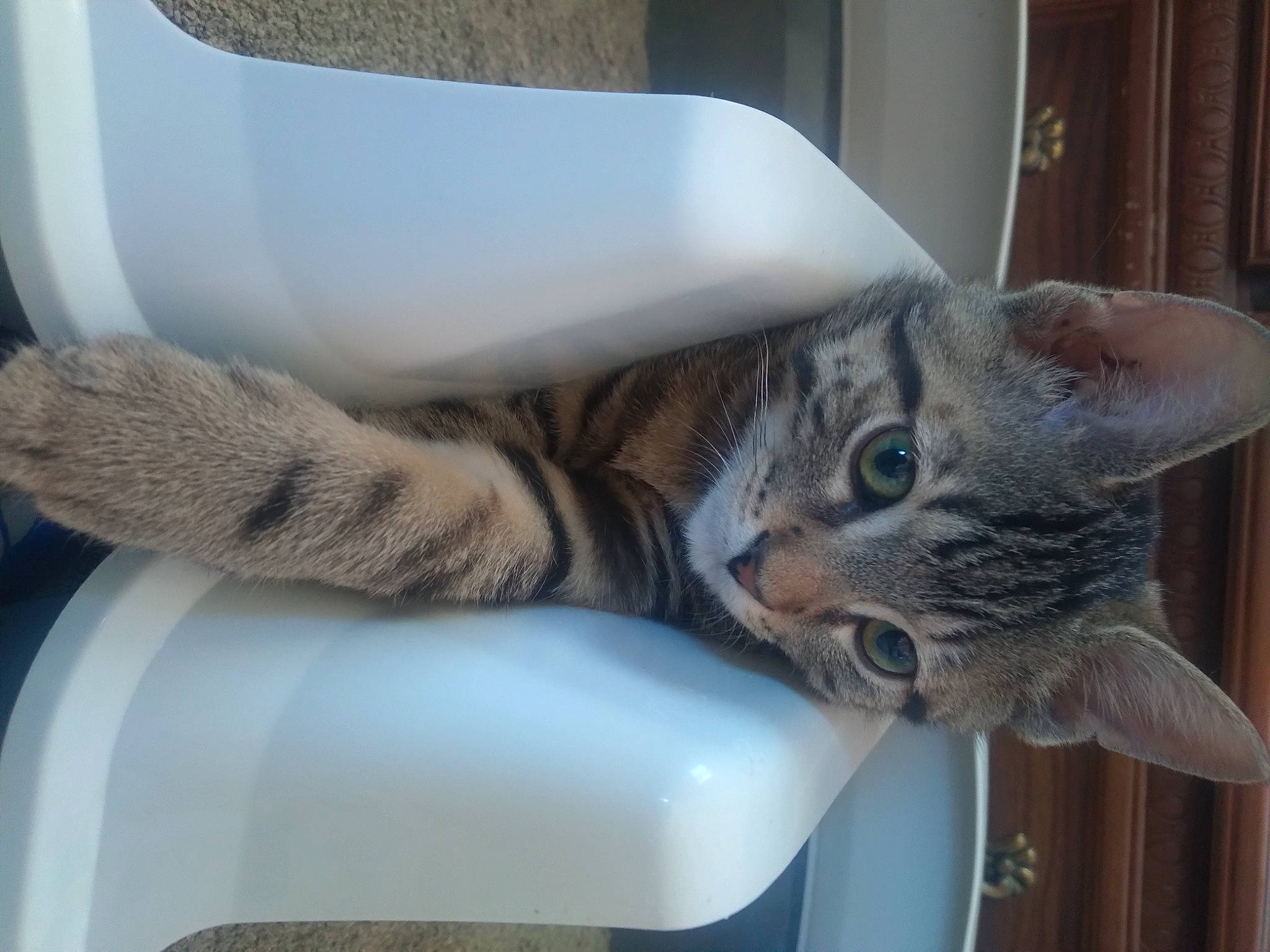 Samson. joined the competition — help win amazing prizes! carnivore, cat, cat_supply, comfort, domestic_short_haired_cat, door, felidae, fur, grey, paw, pet_supply, small_to_medium_sized_cats, snout, tail, whiskers, window