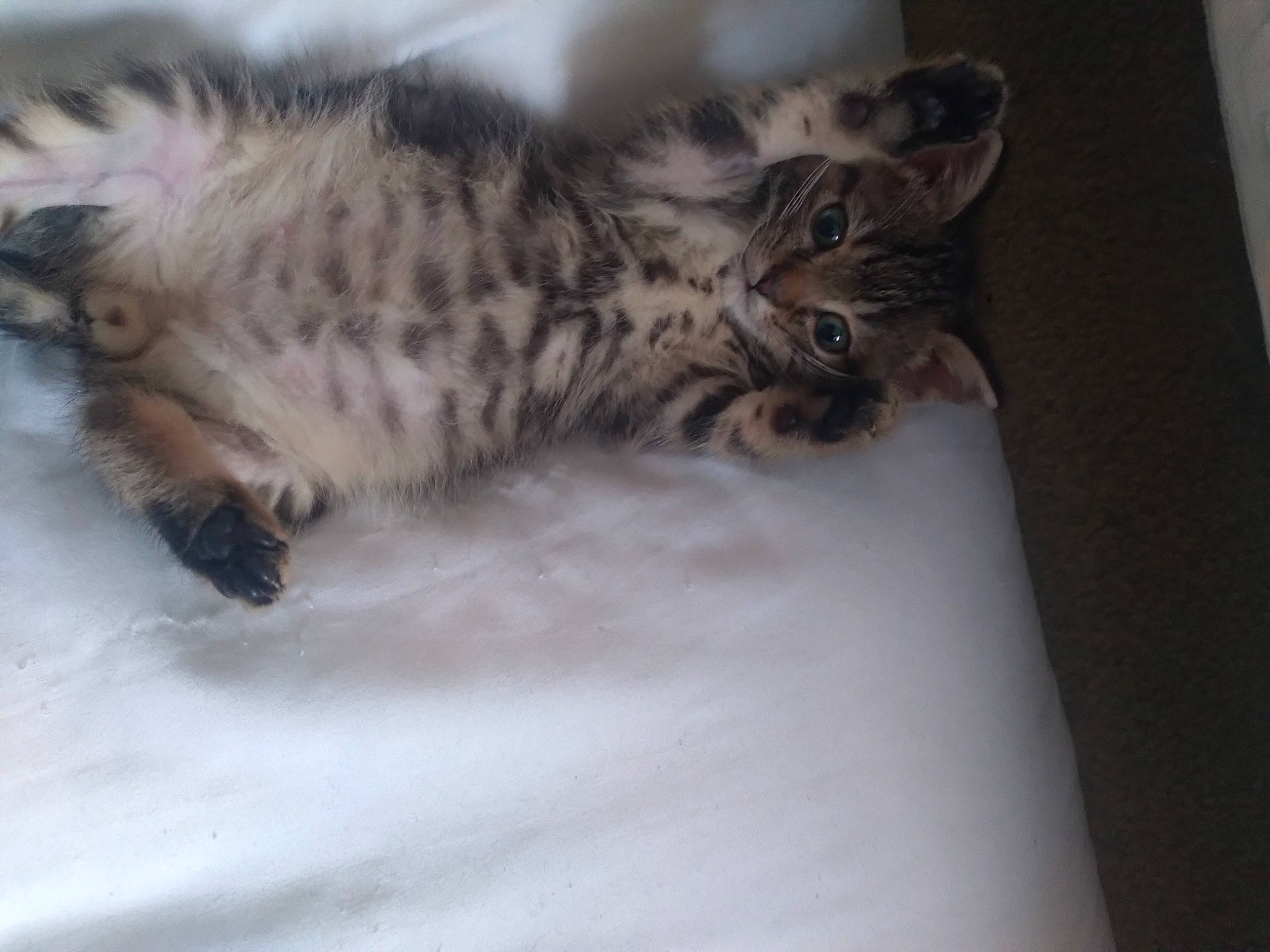 Samson. is registered to the contest to win money with this photo: carnivore, cat, claw, domestic_short_haired_cat, felidae, fur, grey, paw, small_to_medium_sized_cats, snout, tail, terrestrial_animal, whiskers