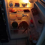 Bianca a rejoint le concours — aidez-le/la à gagner de superbes lots ! cat, fridge, food, eggs, watermelon, container, orange_cat, indoor, kitchen, refrigerator, light, tile_floor, jar, foil, plastic_wrap, shelf, fruit, dairy, curious, pet