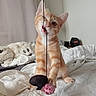 Bianca participe au concours pour gagner de l'argent avec cette photo : kitten, cat, orange_tabby, toy, string, bed, blanket, indoor, playful, pet, feline, cute, young_cat, fur, whiskers, paw, sleeping_area, clock, home, cozy