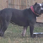 Beauty is registered to the contest to win money with this photo: dog, black_dog, collar, water_bowl, grass, yard, outdoor, fence, pet, canine, standing, animal, domestic_animal, side_view, alert, muzzle, ear, tail, four_legs, outdoor_scene