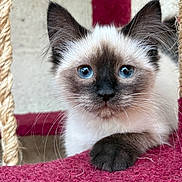 Blue a rejoint le concours — aidez-le/la à gagner de superbes lots ! animal, blue_eyes, cat, close_up, cute, ears, feline, fur, indoor, kitten, paw, pet, plush_surface, portrait, resting, rope, scratching_post, siamese, whiskers, young