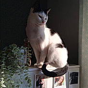 Candice participe au concours pour gagner de l'argent avec cette photo : animal, black_and_white, cabinet, cat, cute, decor, feline, greenery, home, indoor, natural_light, pets, photo_collage, plant, portrait, quiet, relaxing, shadow, still_life, sunlight