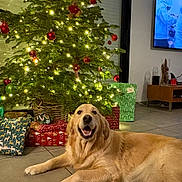 Romy a rejoint le concours — aidez-le/la à gagner de superbes lots ! dog, golden_retriever, christmas_tree, christmas_lights, ornaments, presents, wrapped_gifts, living_room, tiled_floor, holiday, decorations, smiling_dog, indoor, television, furniture, basket, festive, happy, relaxed, home