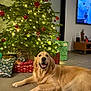 dog, golden_retriever, christmas_tree, christmas_lights, ornaments, presents, wrapped_gifts, living_room, tiled_floor, holiday, decorations, smiling_dog, indoor, television, furniture, basket, festive, happy, relaxed, home