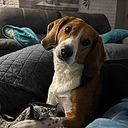 Bella joined the competition — help win amazing prizes! dog, beagle, pet, indoor, couch, pillow, blanket, fur, head_tilt, brown, white, black, cozy, living_room, quilted, soft_texture, curious, animal, companion, relaxed