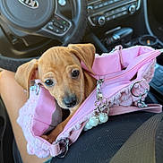 Pumpkin is registered to the contest to win money with this photo: puppy, dog, pet, animal, pink_handbag, purse, car, vehicle, interior, dashboard, steering_wheel, seat, fashion_accessory, charms, leash, brown_fur, floppy_ears, close_up, cute, road_trip