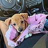 puppy, dog, pet, animal, pink_handbag, purse, car, vehicle, interior, dashboard, steering_wheel, seat, fashion_accessory, charms, leash, brown_fur, floppy_ears, close_up, cute, road_trip