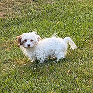 Gizmo is registered to the contest to win money with this photo: dog, puppy, white_dog, small_dog, fluffy, shaggy, standing, grass, lawn, outdoor, animal, pet, cute, brown_ears, curly_tail, portrait, nature, daylight, greenery, adorable