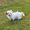 dog, puppy, white_dog, small_dog, fluffy, shaggy, standing, grass, lawn, outdoor, animal, pet, cute, brown_ears, curly_tail, portrait, nature, daylight, greenery, adorable