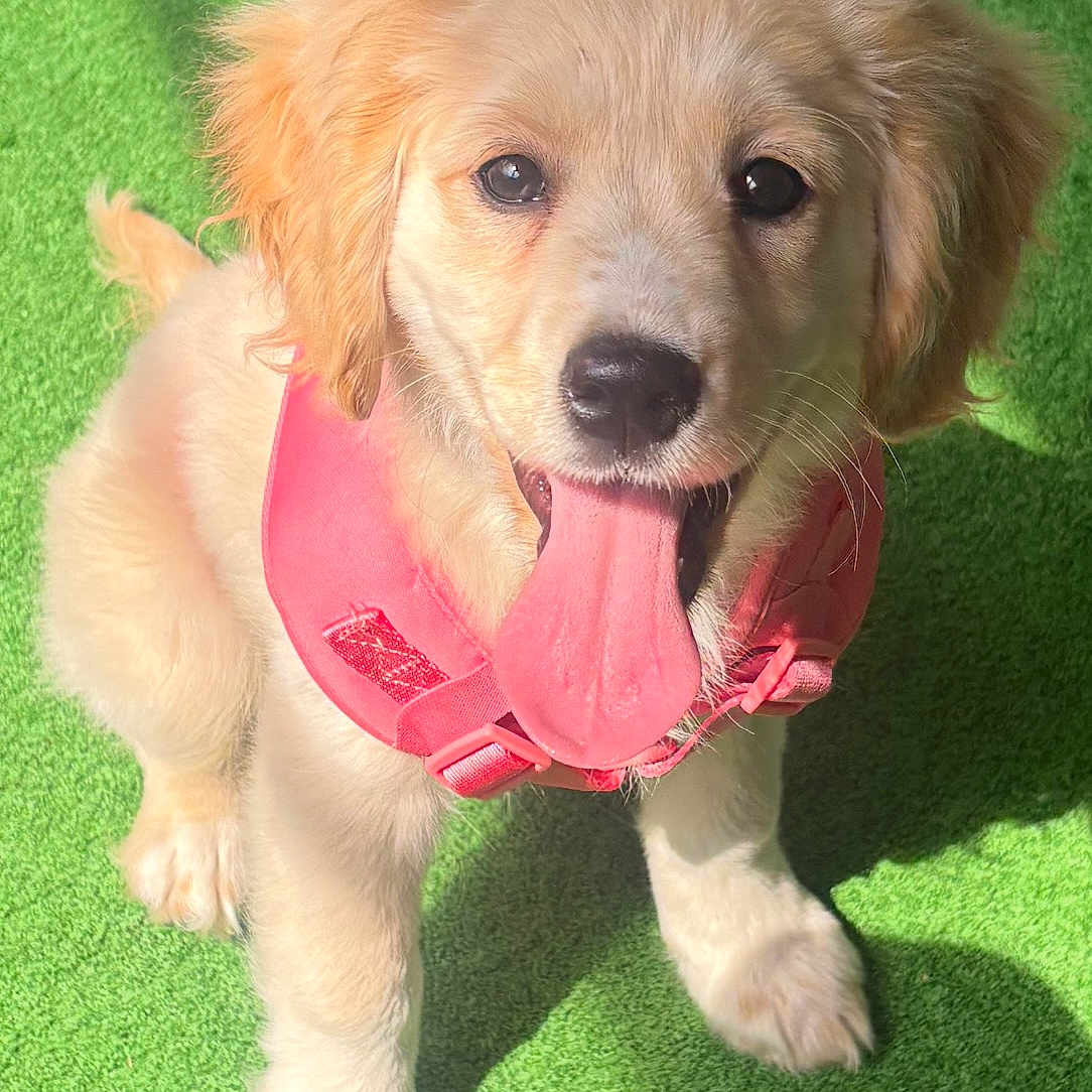 Pixie