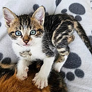 Yuzu participe au concours pour gagner de l'argent avec cette photo : abyssinian, animal, blanket, cat, kitten, manx, ocelot, pet, siamese