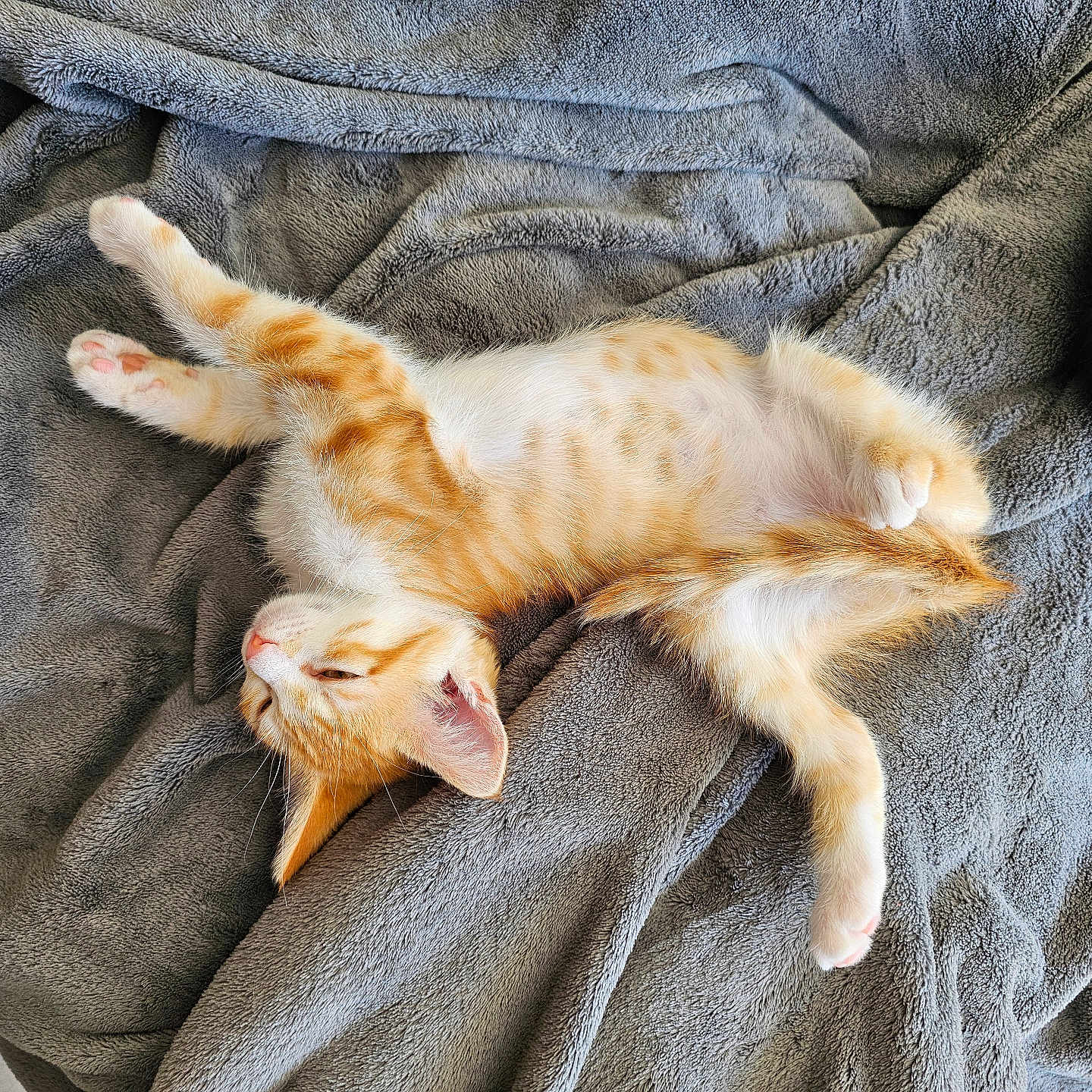 Xani a rejoint le concours — aidez-le/la à gagner de superbes lots ! abyssinian, animal, blanket, cat, kitten, laundry, manx, person, pet, quilt, sleeping, towel