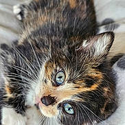Willow participe au concours pour gagner de l'argent avec cette photo : abyssinian, animal, brasssection, cat, horn, kitten, manx, musicalinstrument, person, pet, siamese, sleeping, snout