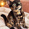 animal, blanket, cat, cozy, cute, feline, fluffy, fur, green_eyes, indoors, kitten, large_ears, pet, pink_nose, portrait, sitting, sofa, tortoiseshell, warm_lighting, whiskers