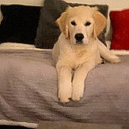 Uno Paolo a rejoint le concours — aidez-le/la à gagner de superbes lots ! dog, puppy, golden_retriever, couch, indoor, pet, animal, resting, fluffy, furniture, pillow, cozy, canine, cute, laying, domestic_animal, living_room, relaxed, companion, mammal