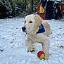 animal, blue_bandana, canine, cold, cute, dog, fur, golden_retriever, lying_down, nature, outdoor, pet, play, playhouse, puppy, snow, tennis_ball, tree, winter, yard
