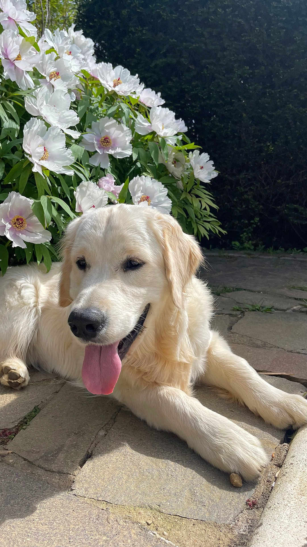 Uno Paolo a rejoint le concours — aidez-le/la à gagner de superbes lots ! dog, golden_retriever, puppy, tongue_out, flower, white_flower, pink_flower, green_leaves, sunlight, stone_patio, outdoor, pet, animal, nature, relaxing, cute, mammal, canine, summer, garden