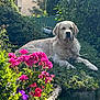 Uno Paolo participe au concours pour gagner de l'argent avec cette photo : dog, golden_retriever, flower_bed, pink_flowers, purple_flowers, greenery, garden, sunlight, outdoor, plants, bushes, house, fence, pet, canine, nature, relaxing, summer, daytime, peaceful