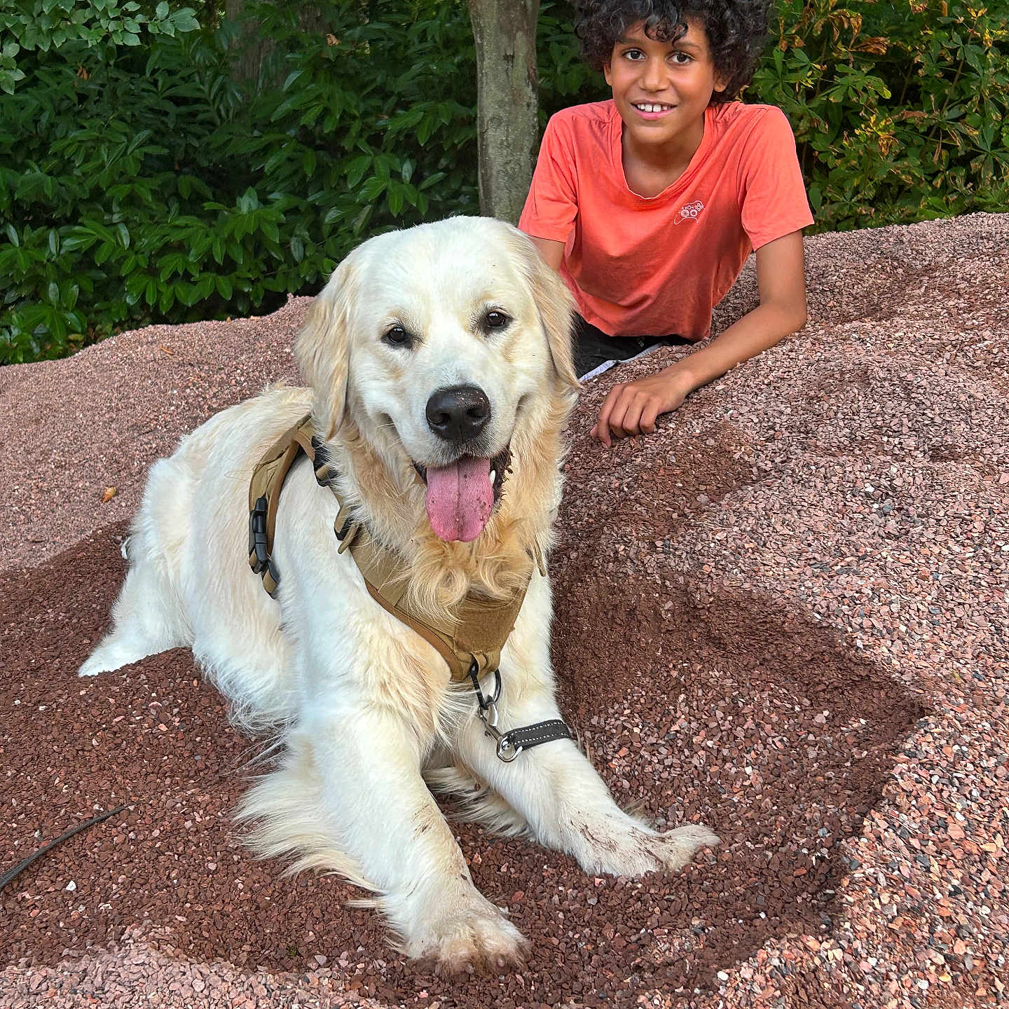 Uno a rejoint le concours — aidez-le/la à gagner de superbes lots ! animal, canine, child, dog, face, female, girl, goldenretriever, head, lady, person, pet, photography, plant, portrait, road, rock, soil, tree, vegetation