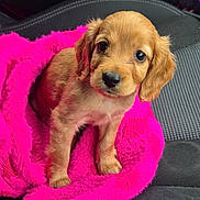 Bella is registered to the contest to win money with this photo: puppy, dog, pet, cute, fluffy, pink_blanket, car_seat, small_dog, golden_brown, fur, indoors, portrait, animal, young, companion, adorable, looking_up, sitting, cozy, soft_texture
