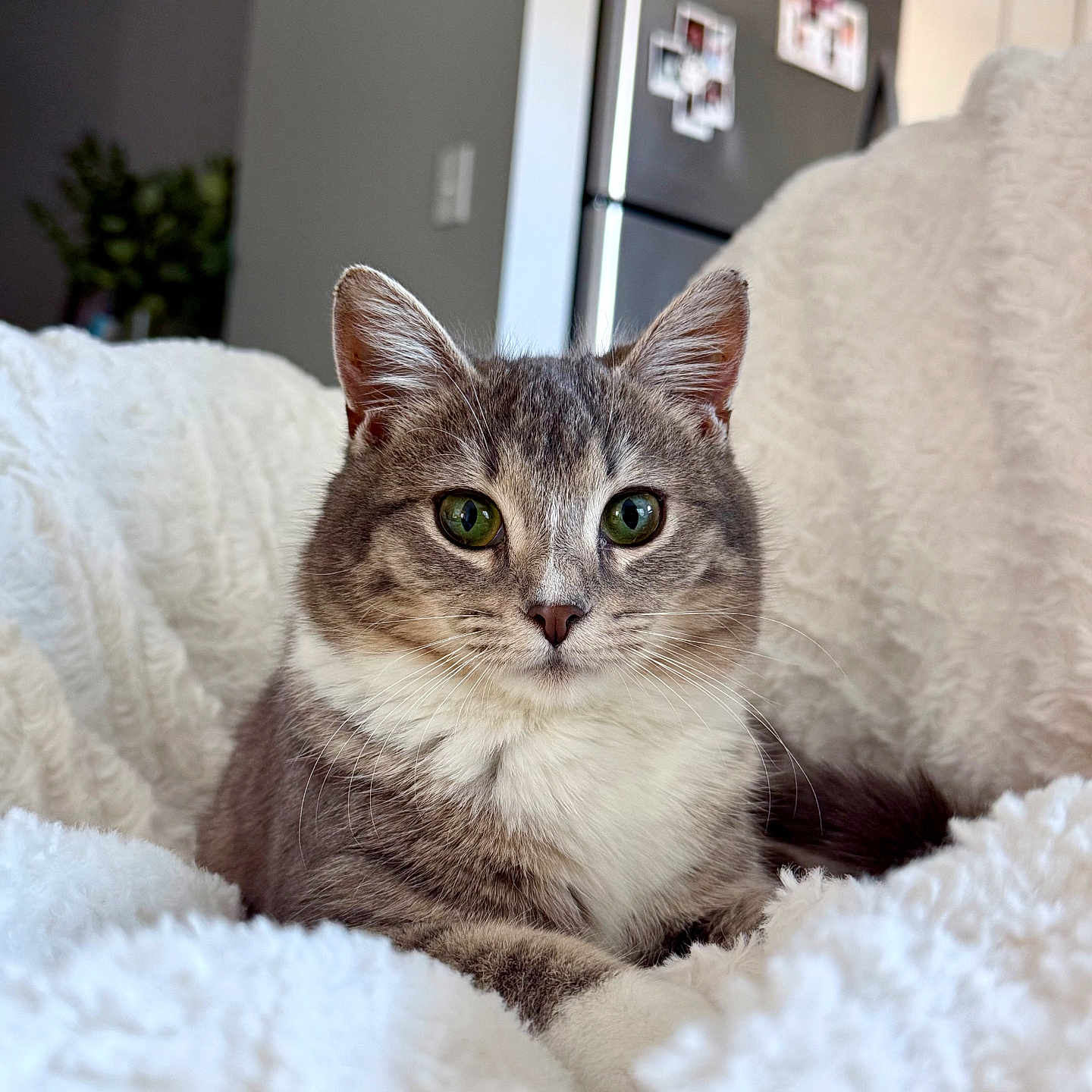 Lila joined the competition — help win amazing prizes! abyssinian, animal, appliance, bed, bedroom, blanket, cat, couch, device, electricaldevice, furniture, homedecor, indoors, kitten, linen, manx, pet, quilt, refrigerator, siamese