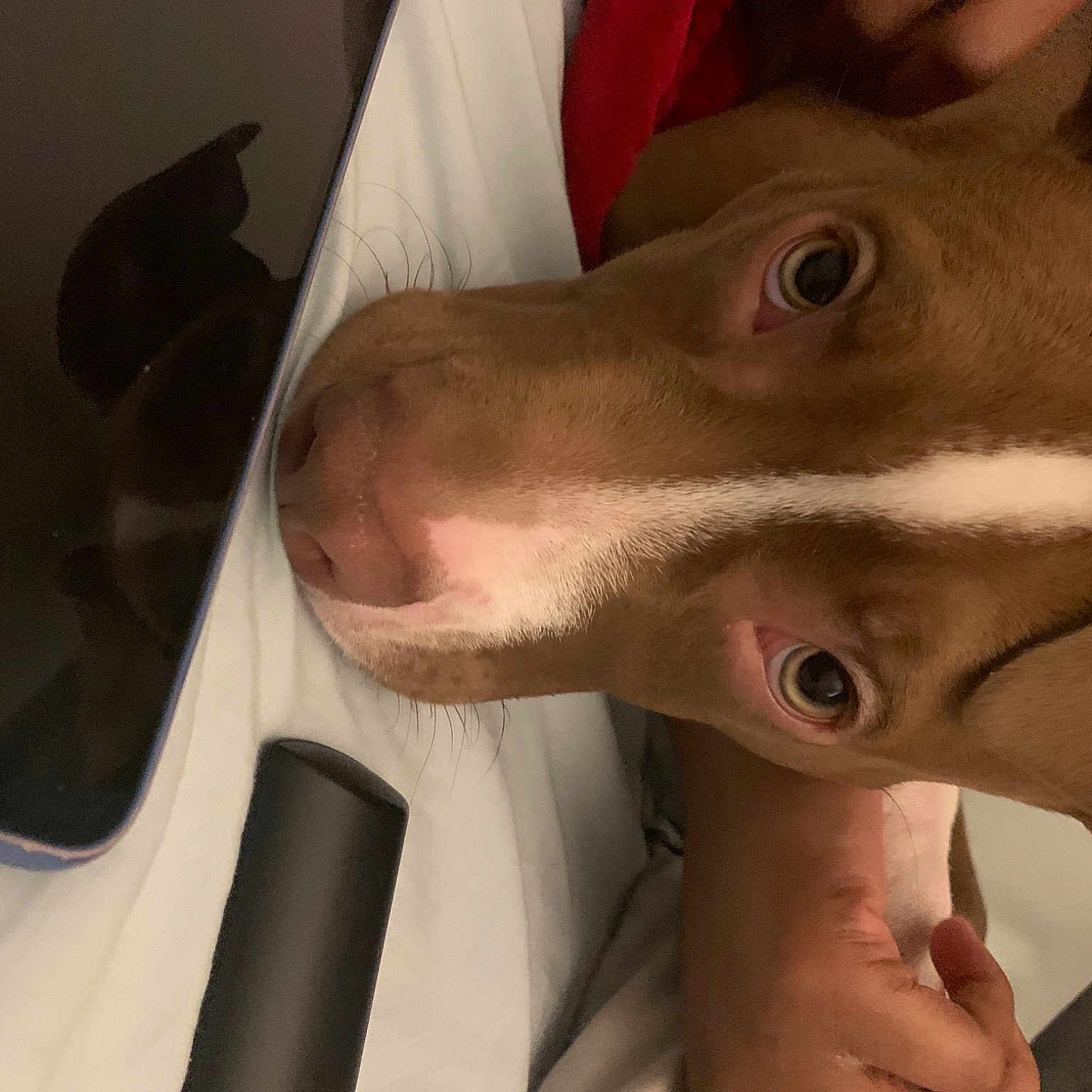 Migo is registered to the contest to win money with this photo: beard, carnivore, dog, dog_breed, ear, eye, eyelash, fawn, felidae, fur, gesture, jaw, liver, mouth, nose, selfie, small_to_medium_sized_cats, snout, whiskers, working_animal