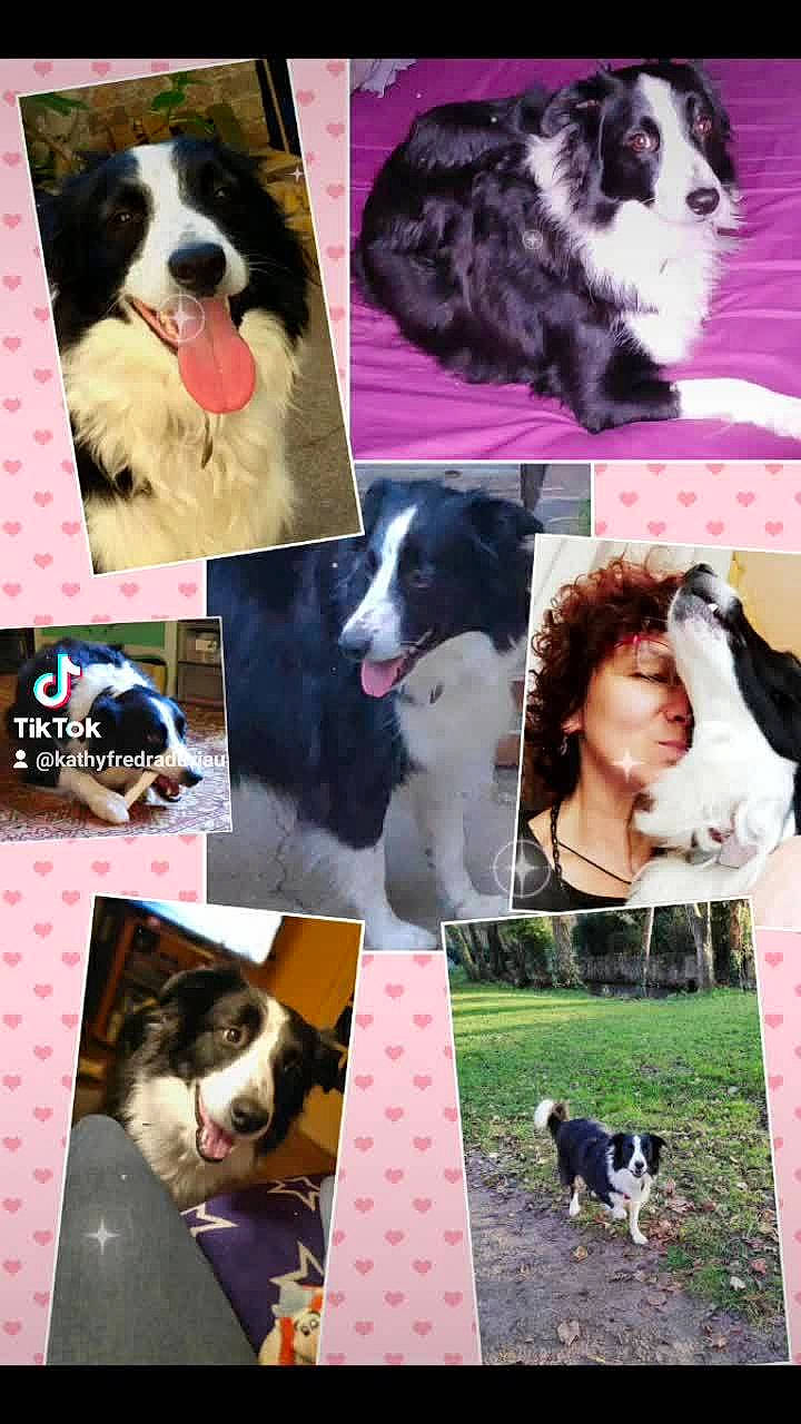 Elfy a rejoint le concours — aidez-le/la à gagner de superbes lots ! art, canidae, carnivore, collage, collar, companion_dog, dog, dog_breed, facial_expression, formal_wear, fur, happy, mammal, pattern, photograph, photomontage, snapshot, sporting_group, vertebrate, working_dog