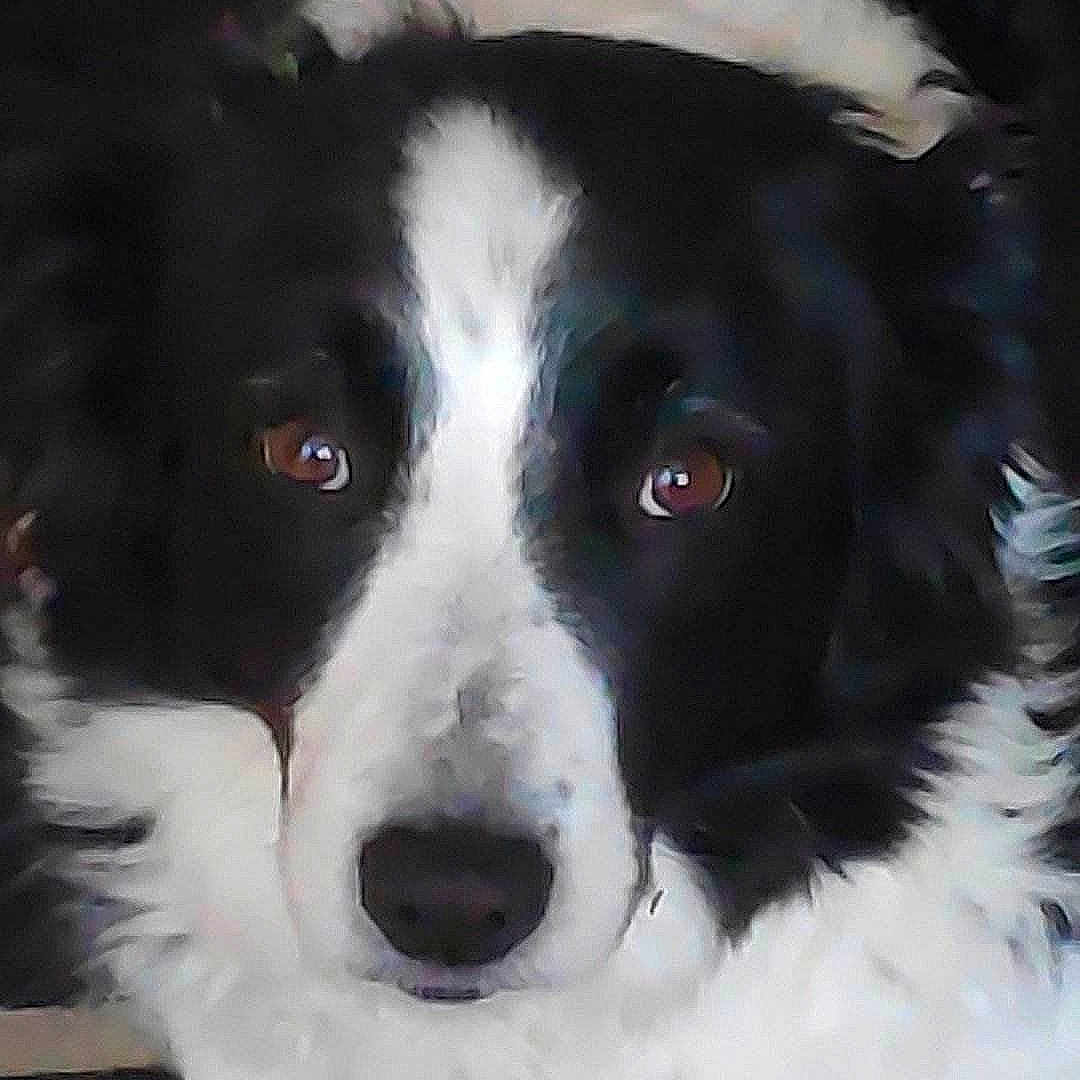 Elfy