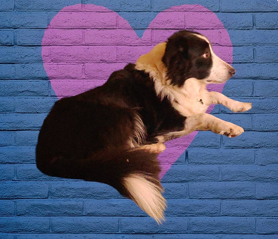 Elfy a rejoint le concours — aidez-le/la à gagner de superbes lots ! bernese_mountain_dog, canidae, carnivore, companion_dog, dog, dog_breed, dog_supply, fur, hound, liver, magenta, mammal, paw, snout, spaniel, sporting_group, tail, tints_and_shades, vertebrate, working_dog