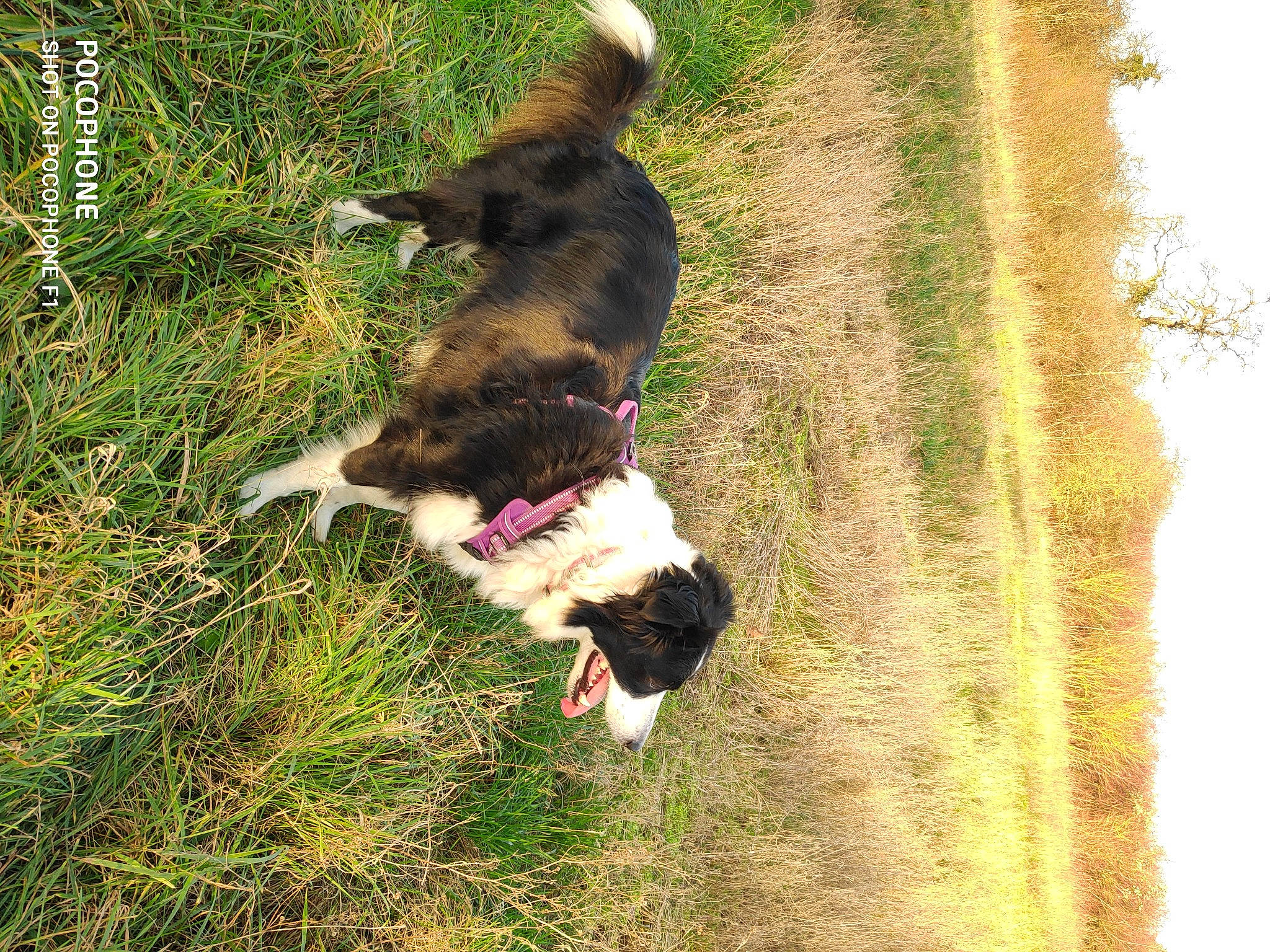 Elfy a rejoint le concours — aidez-le/la à gagner de superbes lots ! canidae, carnivore, collar, companion_dog, dog, dog_breed, dog_collar, fur, grass, grassland, herding_dog, leash, pasture, people_in_nature, plant, sporting_group, tail, tree, working_animal, working_dog