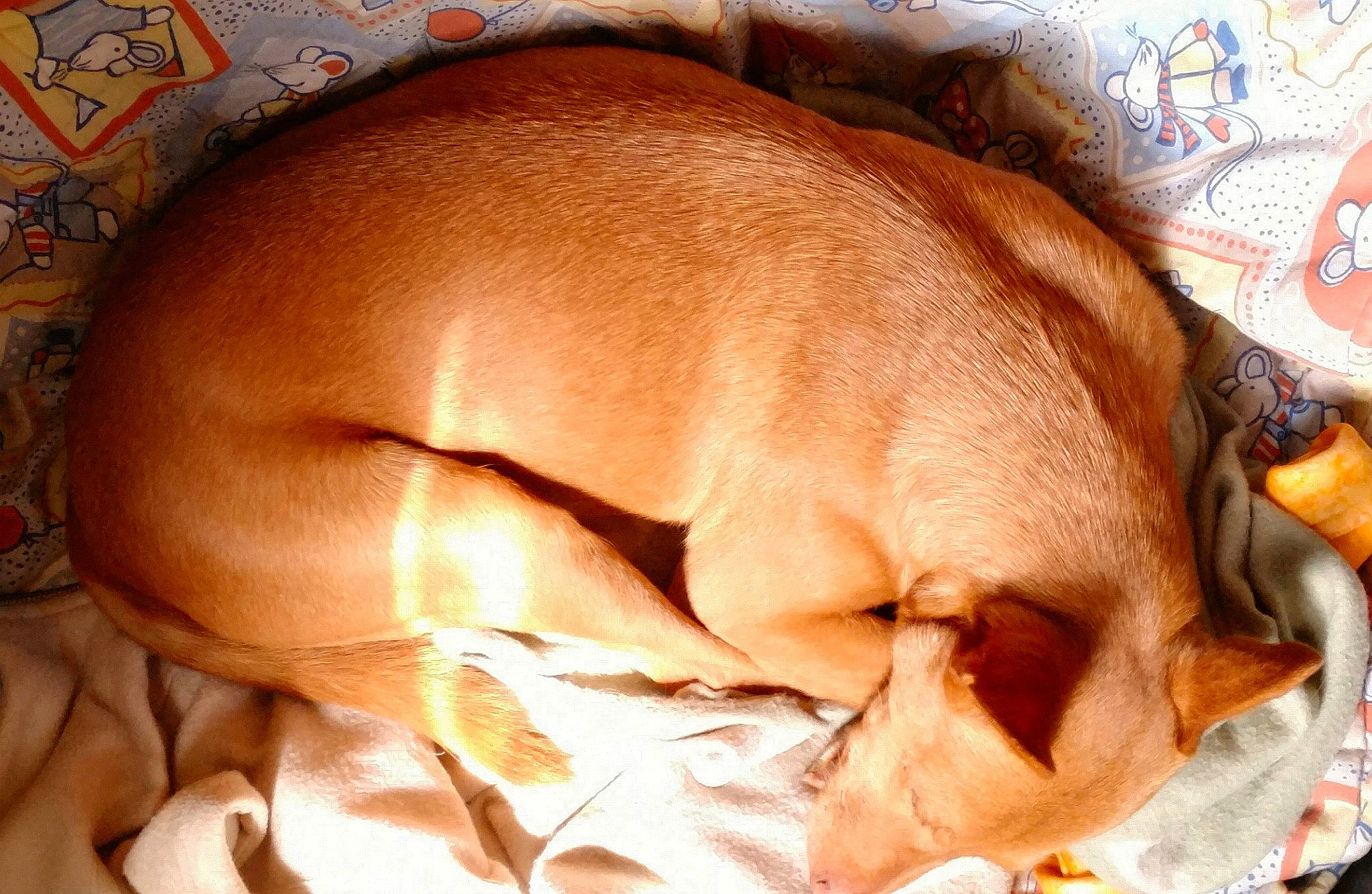 Kyo a rejoint le concours — aidez-le/la à gagner de superbes lots ! canidae, carnivore, dog, dog_breed, ear, fawn, nap, person, sleep, snout, sporting_group