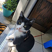 Oreo joined the competition — help win amazing prizes! animal, black_and_white, cabinet, cat, curious, domestic_cat, doorway, ears, feline, floor, harness, indoor, looking_up, natural_light, pet, plant, potted_plant, sitting, tiled_floor, whiskers
