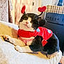 cat, costume, ladybug, red, black_and_white, pet, animal, bed, indoor, furniture, antennae, cute, relaxed, whiskers, fur, paw, face, eyes, cozy, home