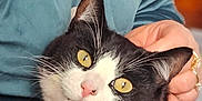Oreo is registered to the contest to win money with this photo: animal, black_and_white, calm, cat, close_up, curious, cute, domestic_animal, ears, face, fur, hand, holding, indoor, person, pet, pink_nose, portrait, whiskers, yellow_eyes