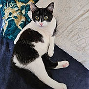 Cookie joined the competition — help win amazing prizes! cat, black_and_white, pet, bed, blanket, pillow, indoor, fur, animal, cute, relaxed, lying_down, whiskers, ears, eyes, pink_nose, paw, feline, domestic, cozy