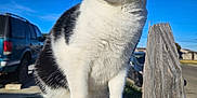 Cookie is registered to the contest to win money with this photo: animal, black_and_white, blue_sky, cat, daytime, ears, fence, fur, looking_away, nature, nose, outdoor, paws, pet, portrait, stone, suburban, sunlight, vehicle, whiskers