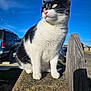 Cookie is registered to the contest to win money with this photo: cat, black_and_white, outdoor, sunlight, stone, fence, vehicle, blue_sky, pet, animal, whiskers, ears, nose, paws, suburban, daytime, fur, portrait, looking_away, nature