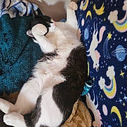 Cookie joined the competition — help win amazing prizes! animal, black_and_white, blanket, cat, comfort, cozy, cute, feline, fur, indoor, lying_down, paw, pet, rainbow, relaxed, resting, sleeping, soft, starry_night, unicorn