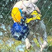 Sunshine is registered to the contest to win money with this photo: animal, background, blur, canine, chain_link_fence, chewing, colorful, daylight, dog, fence, grass, grey_fur, mouth, nature, outdoor, pet, playful, toy, water_droplets, wet_lens