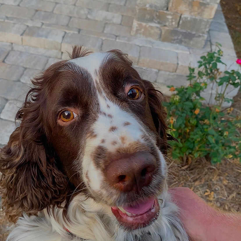 Milo